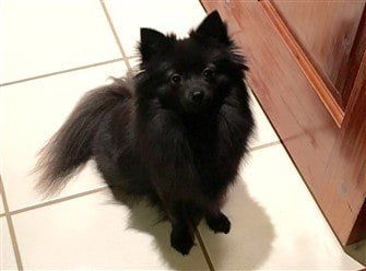 black-pomeranian-dog